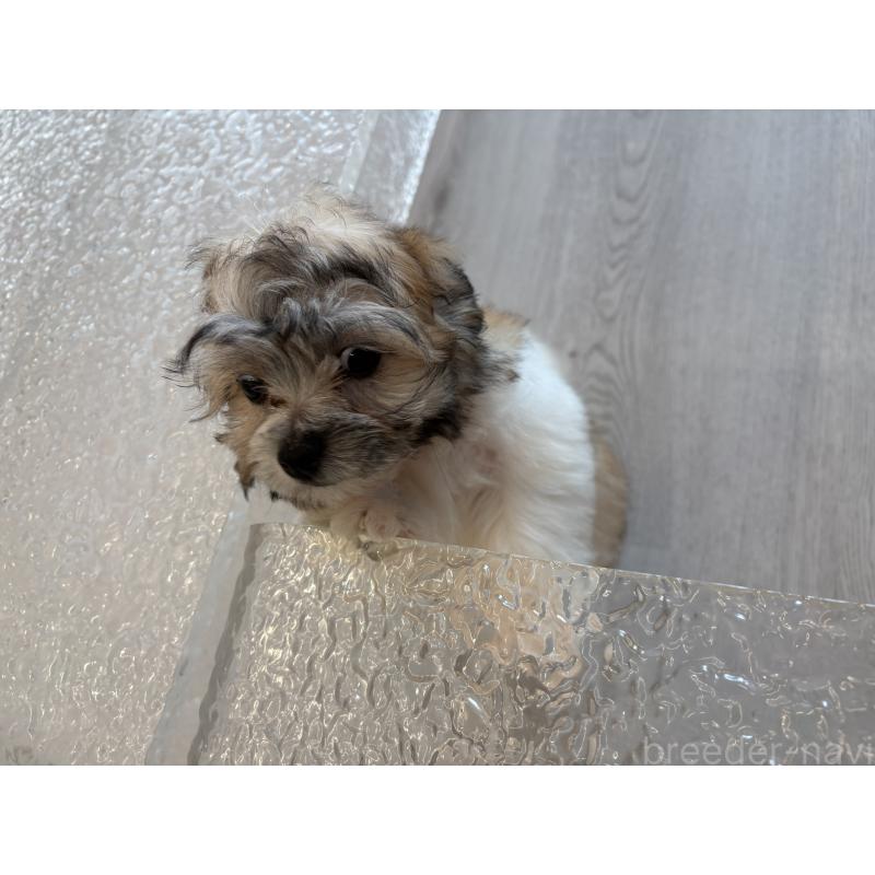 販売中の岐阜県のマルシーズー:マルチーズ×シーズー-433525の2枚目