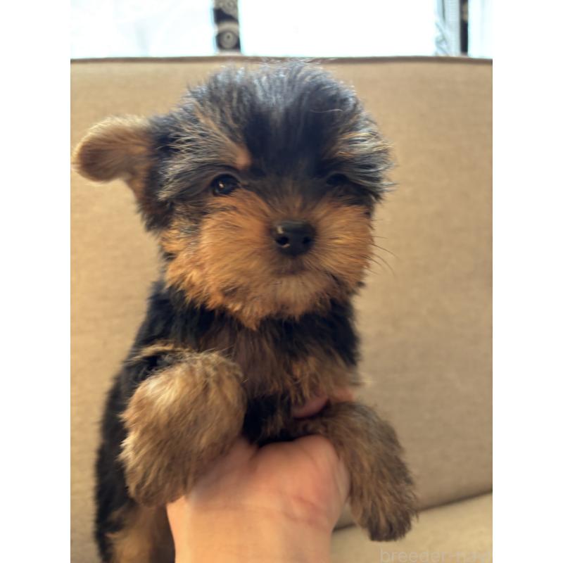 成約済の福岡県のヨークシャーテリア-425020の4枚目