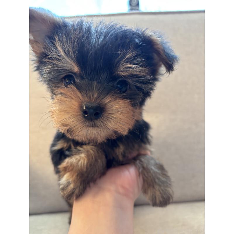 成約済の福岡県のヨークシャーテリア-425020の3枚目