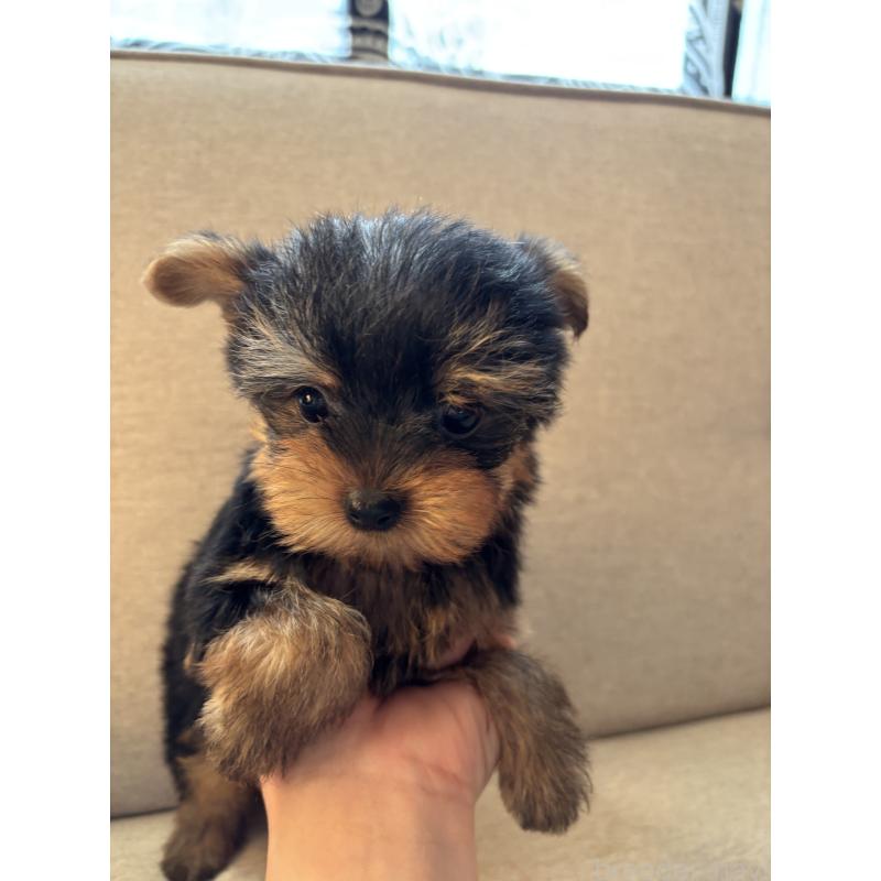 成約済の福岡県のヨークシャーテリア-425020の2枚目