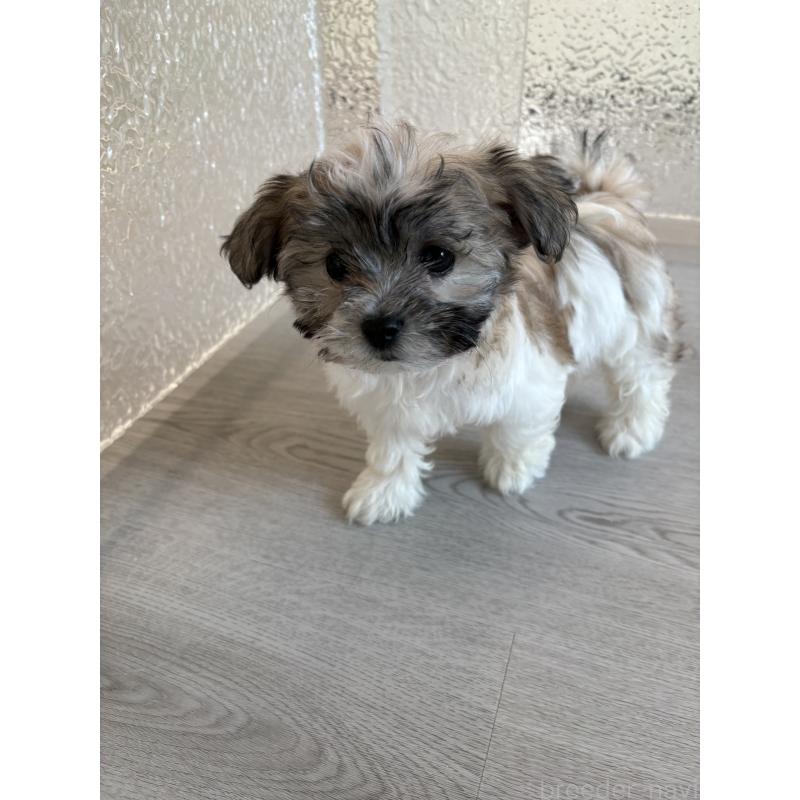 販売中の岐阜県のマルシーズー:マルチーズ×シーズー-433527