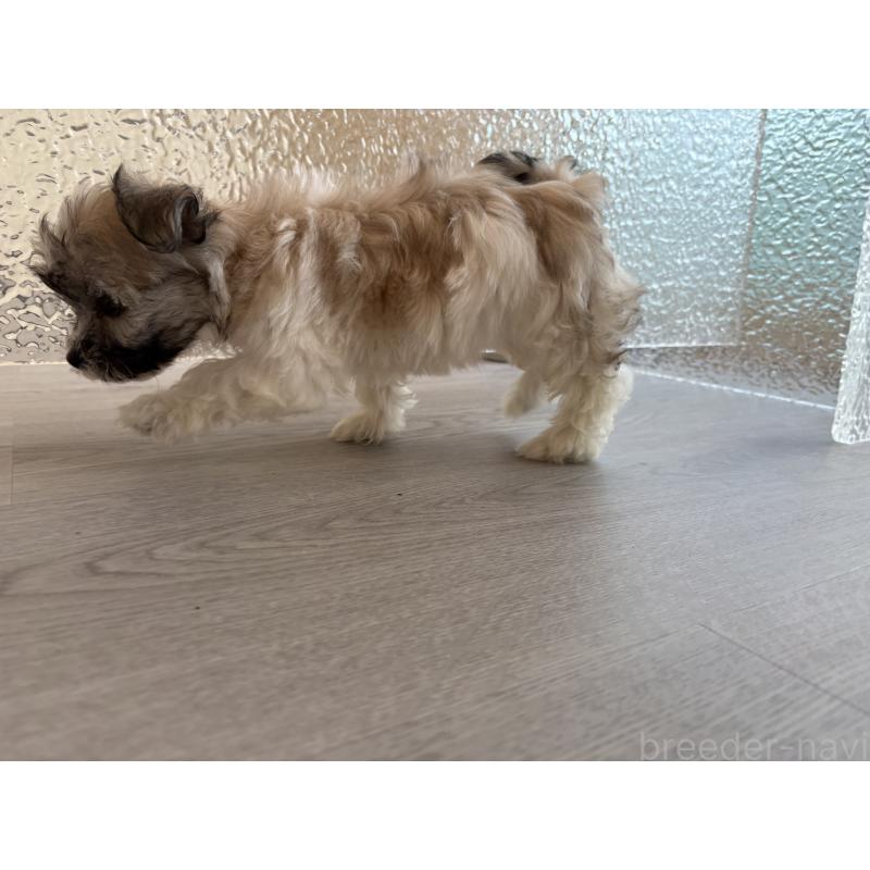 販売中の岐阜県のマルシーズー:マルチーズ×シーズー-433527の6枚目