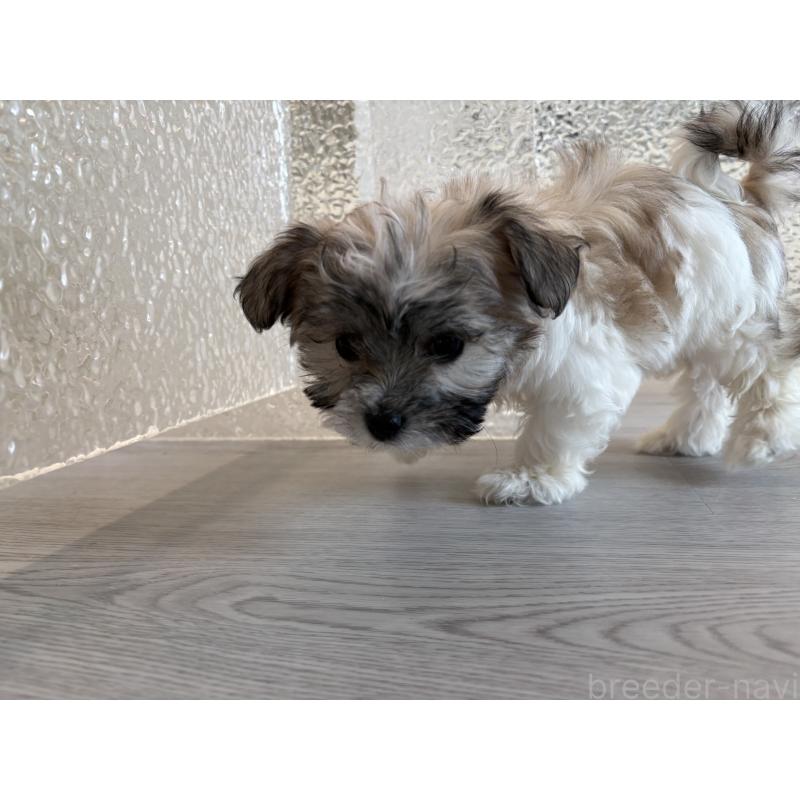 販売中の岐阜県のマルシーズー:マルチーズ×シーズー-433527の5枚目