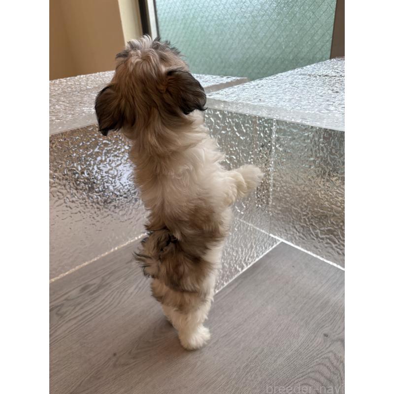 販売中の岐阜県のマルシーズー:マルチーズ×シーズー-433527の4枚目