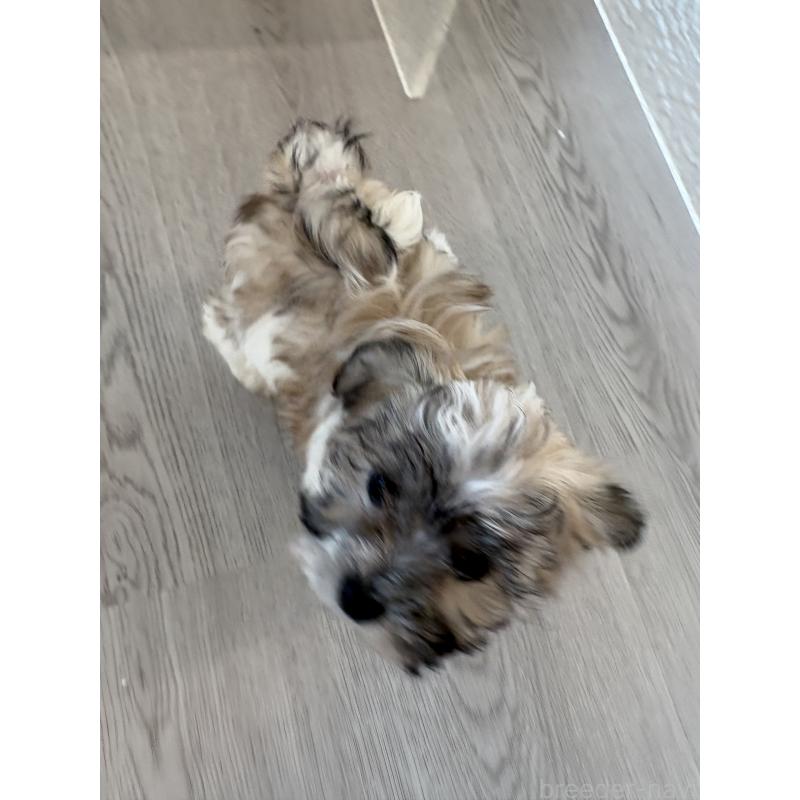 販売中の岐阜県のマルシーズー:マルチーズ×シーズー-433527の3枚目