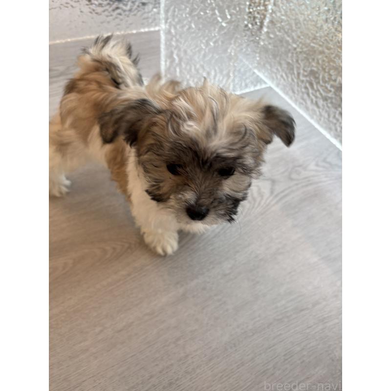 販売中の岐阜県のマルシーズー:マルチーズ×シーズー-433527の2枚目