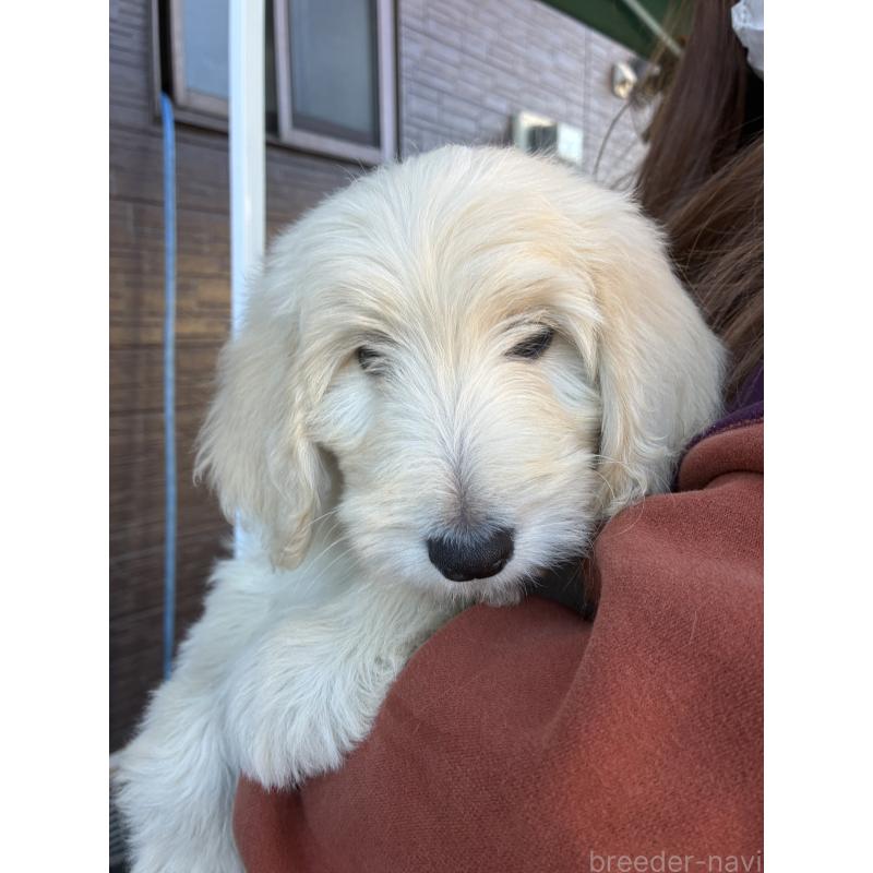 成約済の滋賀県のゴールデンドゥードル:ゴールデンレトリーバー×プードル-433528の1枚目