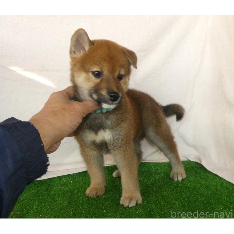 成約済の静岡県の柴犬-430456の5枚目