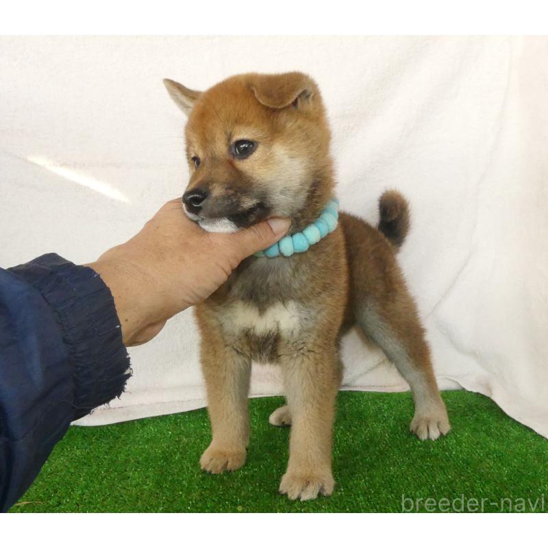 成約済の静岡県の柴犬-430456の3枚目