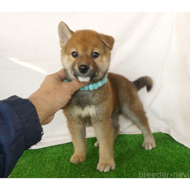 成約済の静岡県の柴犬-430456の2枚目