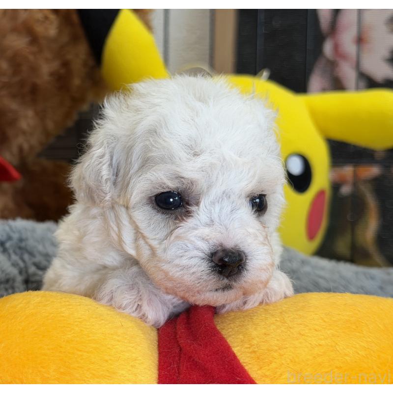 販売中の埼玉県のビションフリーゼ-433534の5枚目