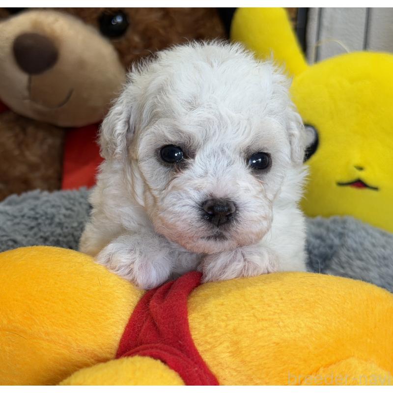 販売中の埼玉県のビションフリーゼ-433534の4枚目