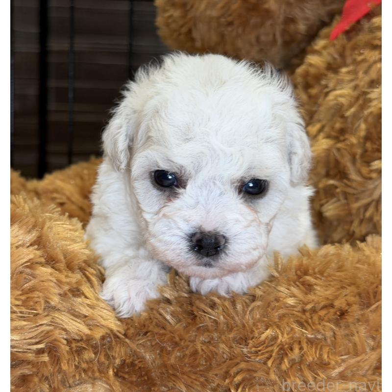 販売中の埼玉県のビションフリーゼ-433534の3枚目