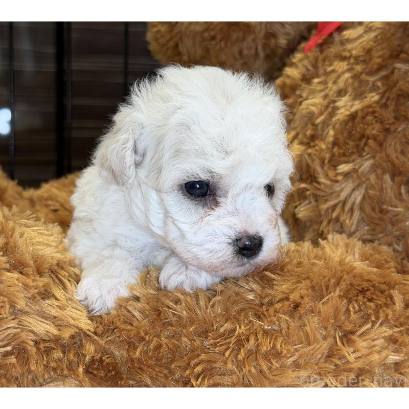 販売中の埼玉県のビションフリーゼ-433534の2枚目