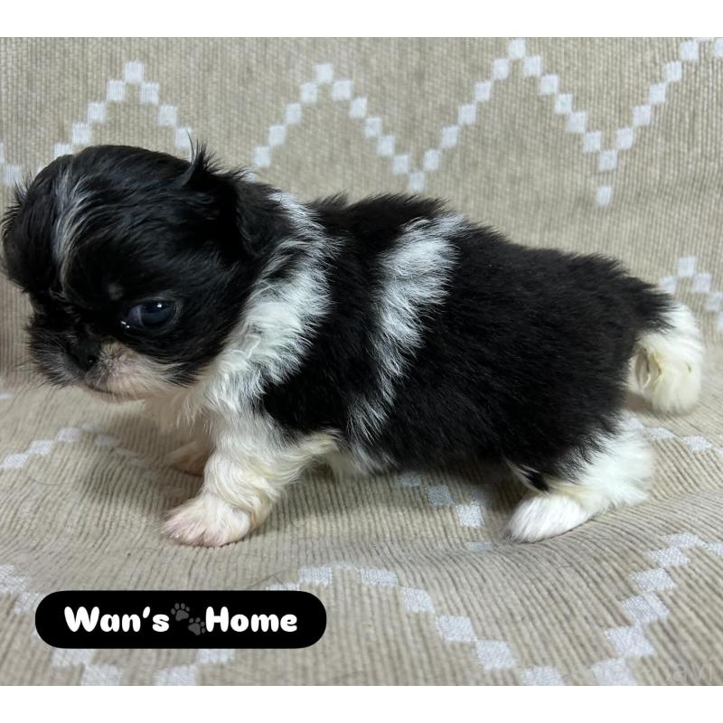 販売中の香川県のペキニーズ-433532の5枚目