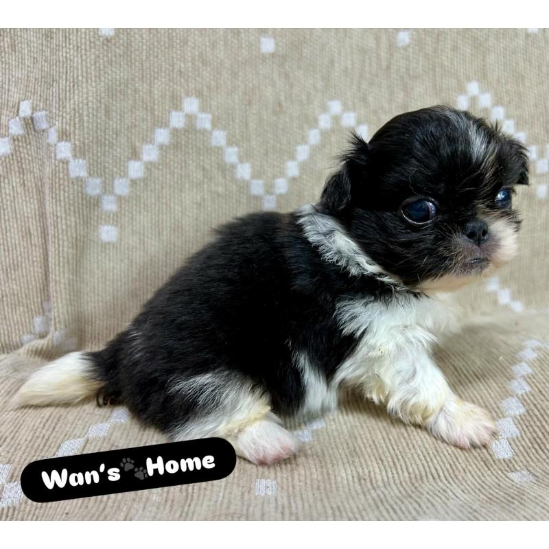 販売中の香川県のペキニーズ-433532の4枚目