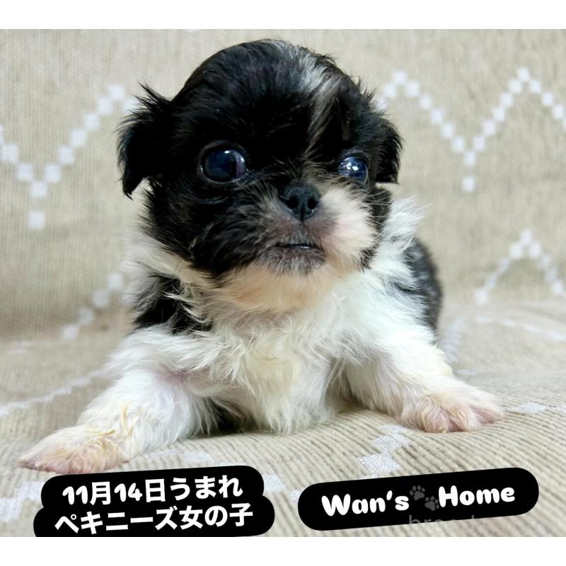 販売中の香川県のペキニーズ-433532の3枚目
