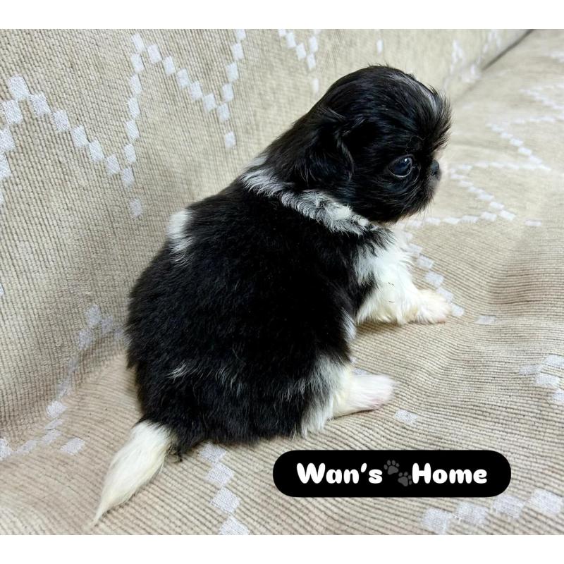 販売中の香川県のペキニーズ-433532の2枚目