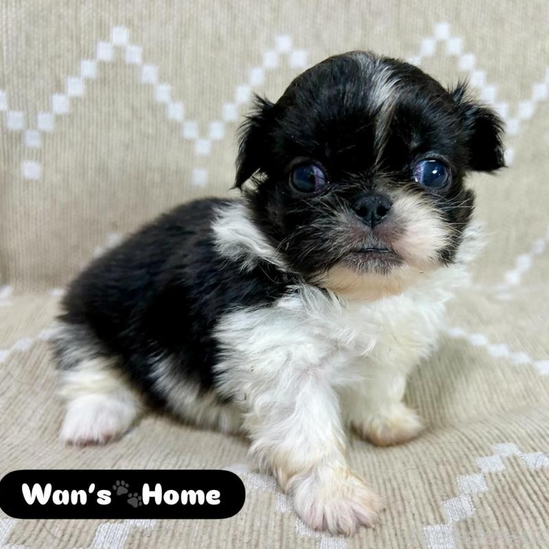 販売中の香川県のペキニーズ-433532