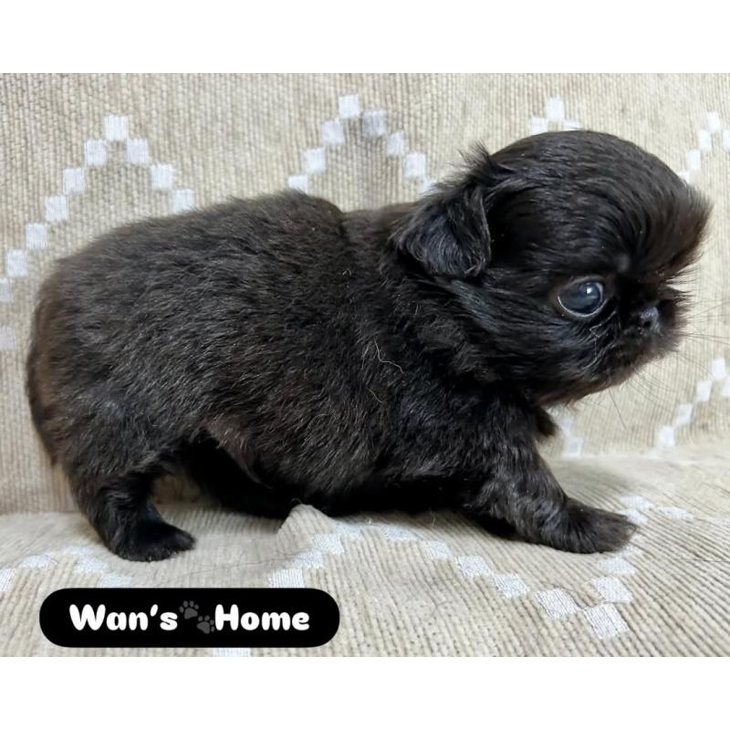 販売中の香川県のペキニーズ-433533の6枚目