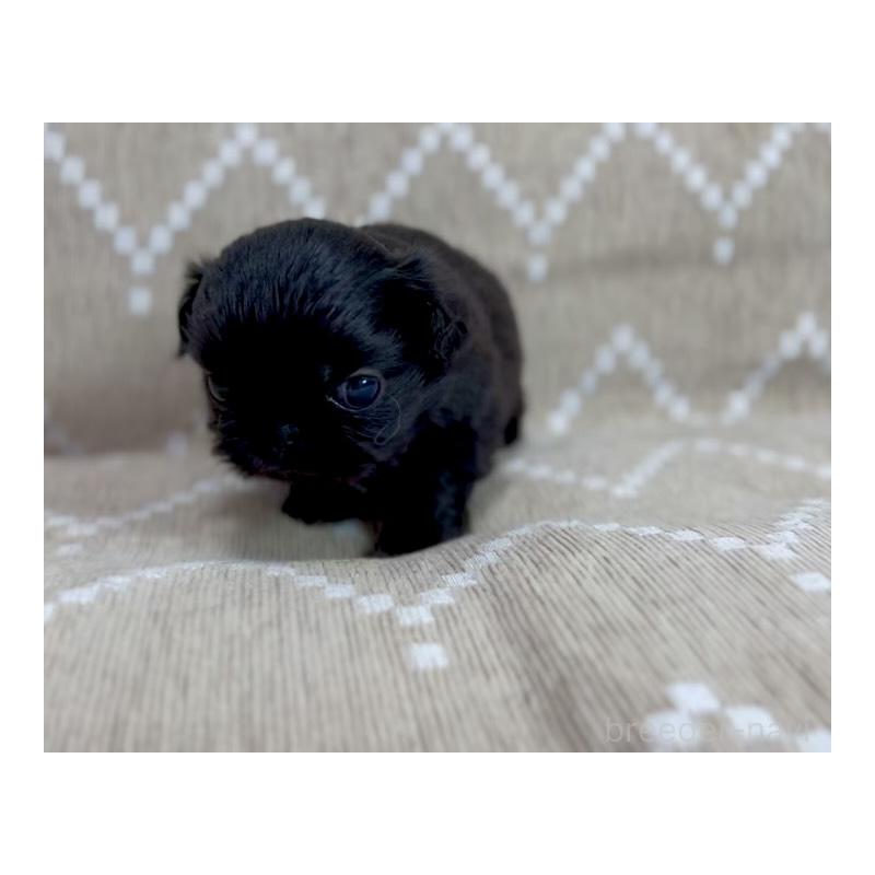 販売中の香川県のペキニーズ-433533の7枚目