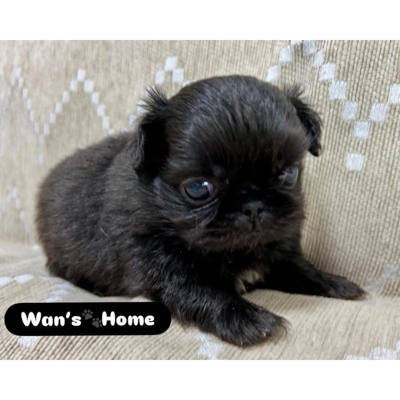 販売中の香川県のペキニーズ-433533の4枚目