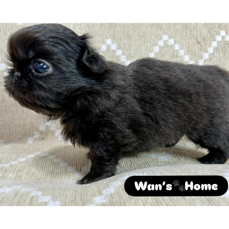 販売中の香川県のペキニーズ-433533の5枚目