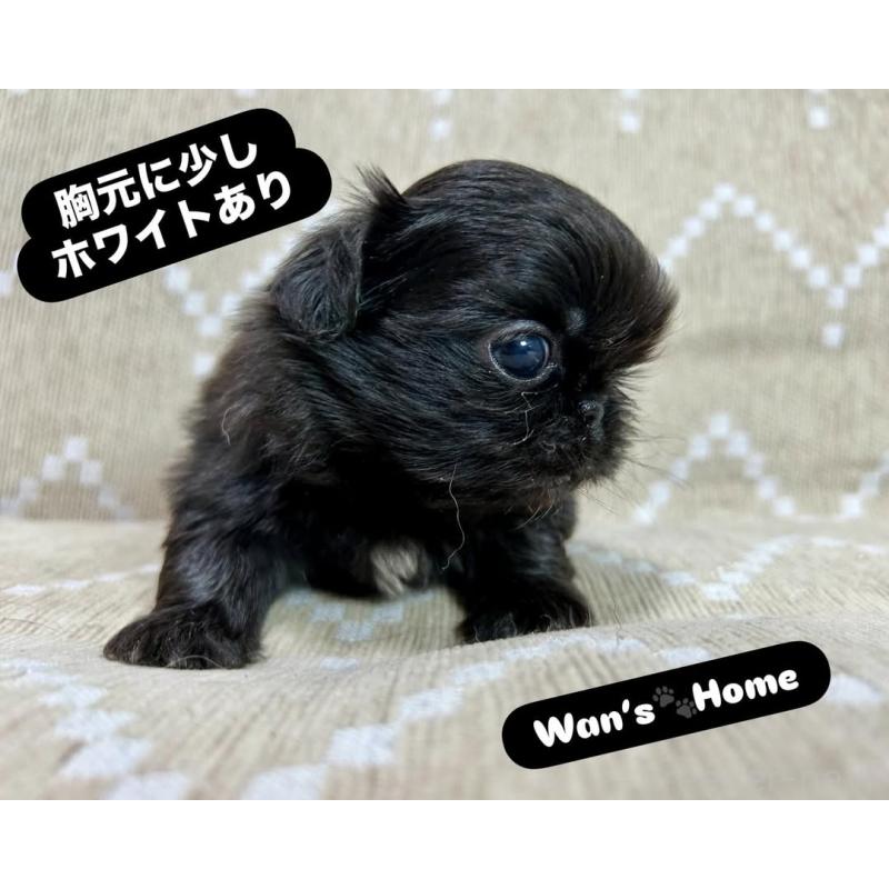 販売中の香川県のペキニーズ-433533の3枚目