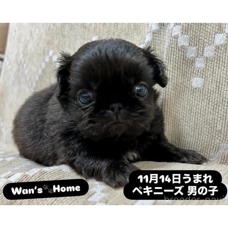 販売中の香川県のペキニーズ-433533の2枚目