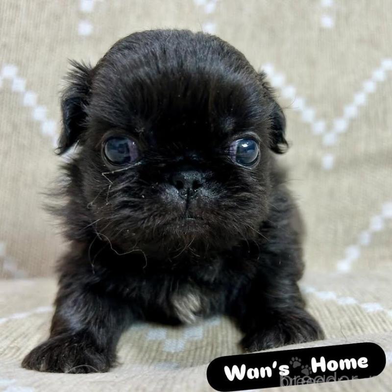 販売中の香川県のペキニーズ-433533