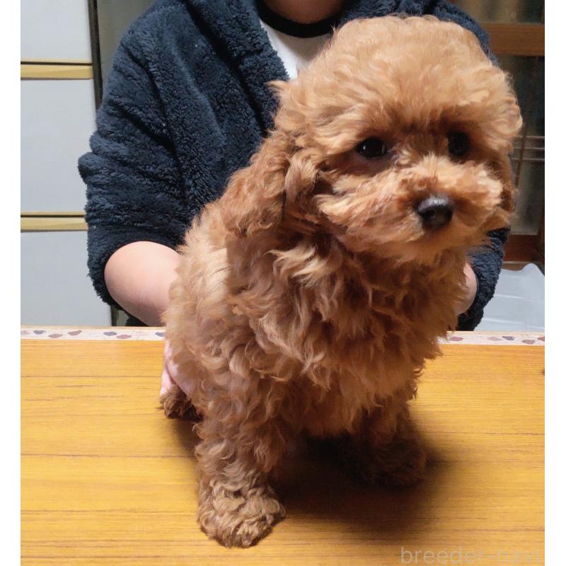 販売中の秋田県のマルプー:マルチーズ×トイプードル-415047の2枚目