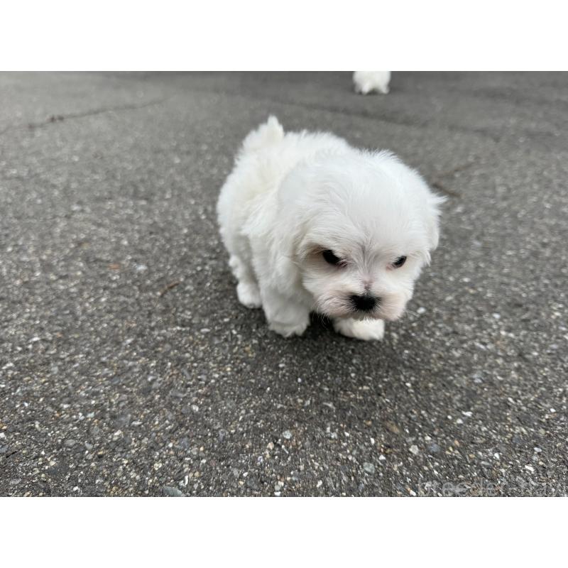 販売中の福岡県のマルチーズ-433535の5枚目