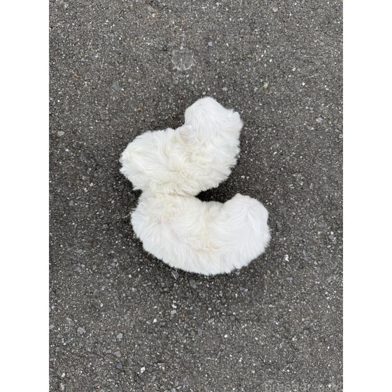 販売中の福岡県のマルチーズ-433535の4枚目