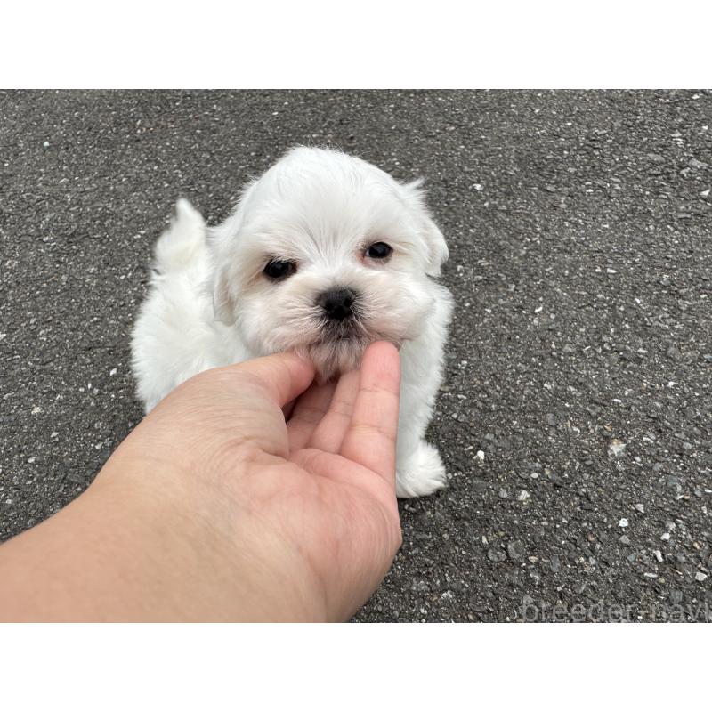 販売中の福岡県のマルチーズ-433535の3枚目
