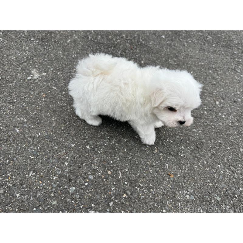 販売中の福岡県のマルチーズ-433535の2枚目