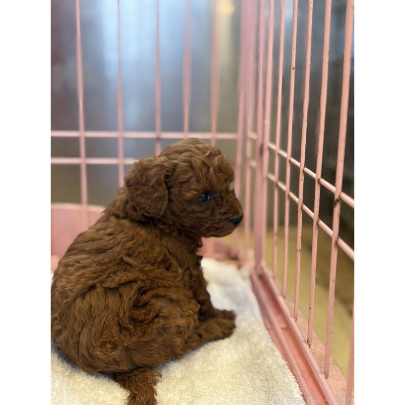 販売中の静岡県のトイプードル-433536の5枚目