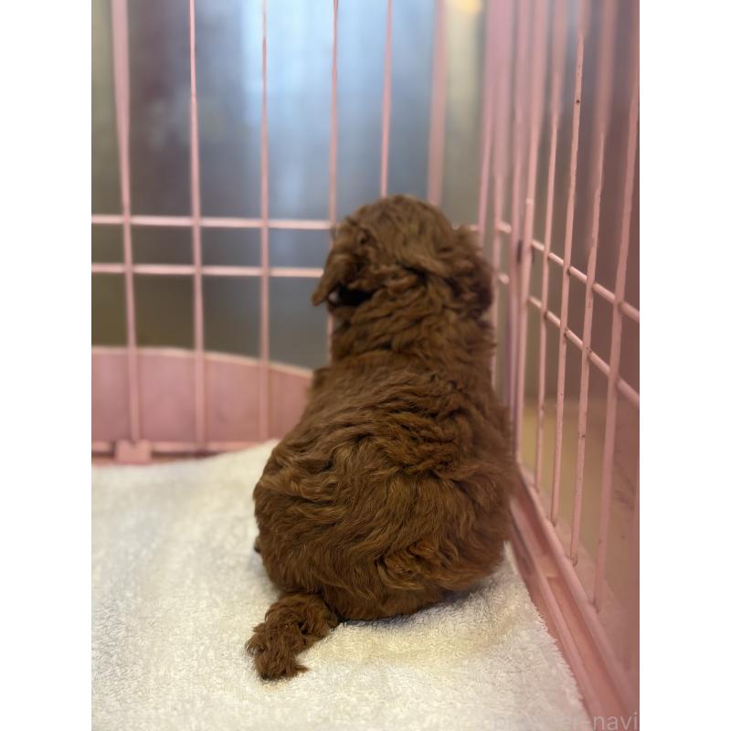 販売中の静岡県のトイプードル-433536の4枚目