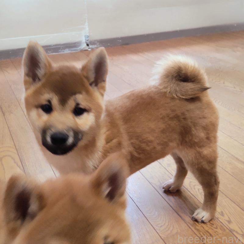 販売中の秋田県の柴犬-412460