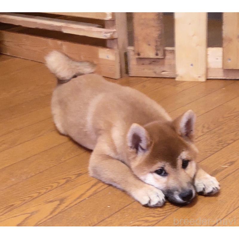 販売中の秋田県の柴犬-412460の5枚目