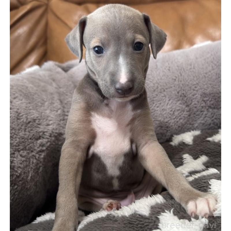 販売中の山梨県のイタリアングレーハウンド(イタグレ)-433539の2枚目