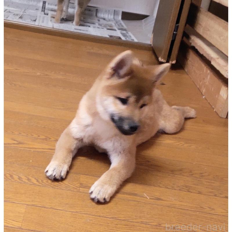 販売中の秋田県の柴犬-412460の3枚目
