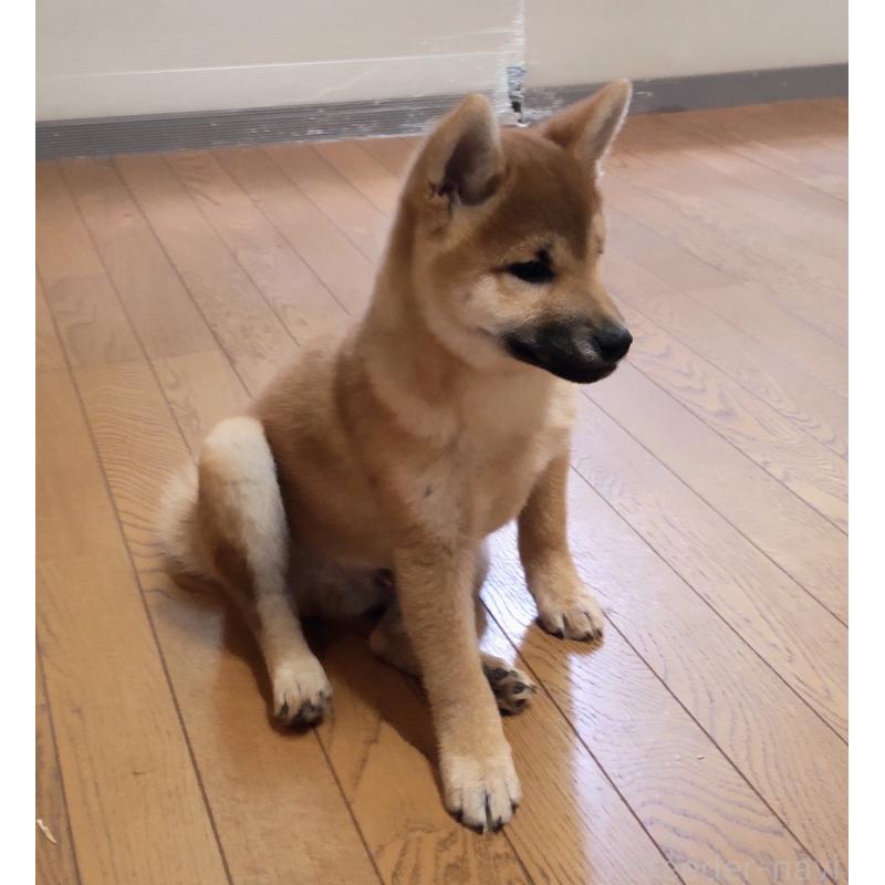 販売中の秋田県の柴犬-412460の2枚目