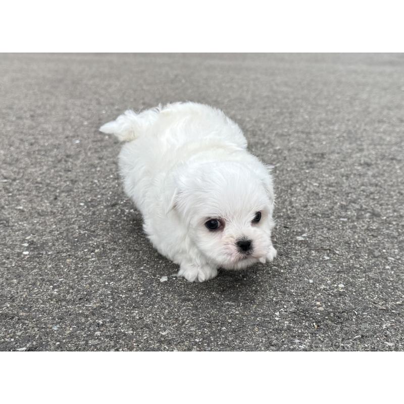 販売中の福岡県のマルチーズ-433538の6枚目