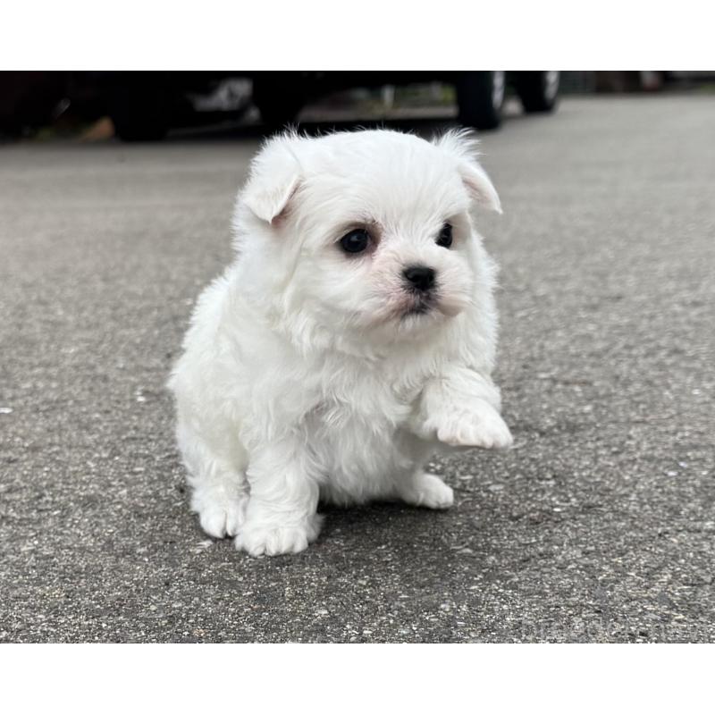 販売中の福岡県のマルチーズ-433538の5枚目