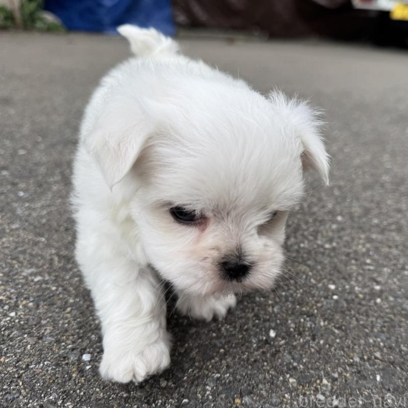 販売中の福岡県のマルチーズ-433538の4枚目