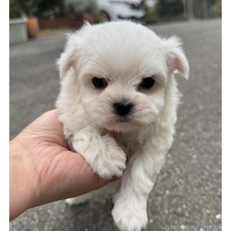 販売中の福岡県のマルチーズ-433538の3枚目