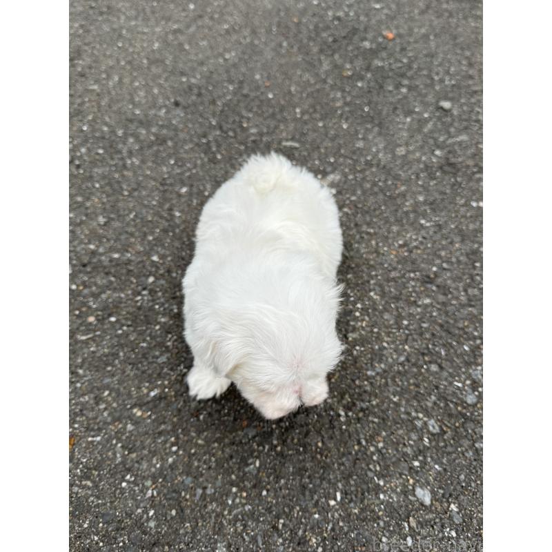 販売中の福岡県のマルチーズ-433538の2枚目