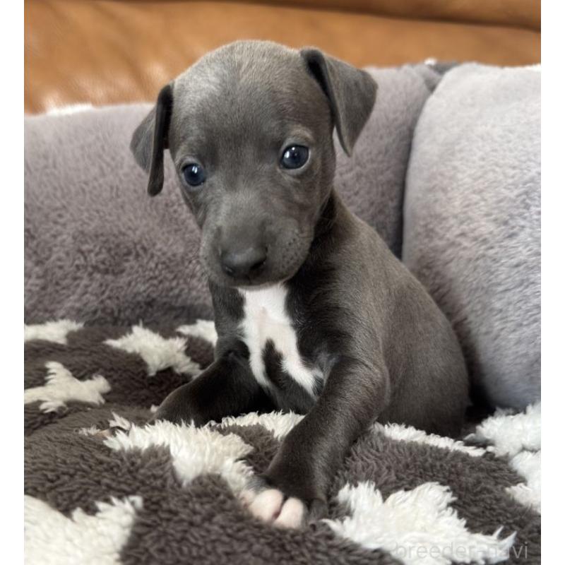 販売中の山梨県のイタリアングレーハウンド(イタグレ)-433541の2枚目