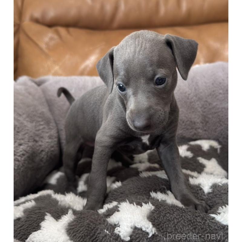 販売中の山梨県のイタリアングレーハウンド(イタグレ)-433542の3枚目