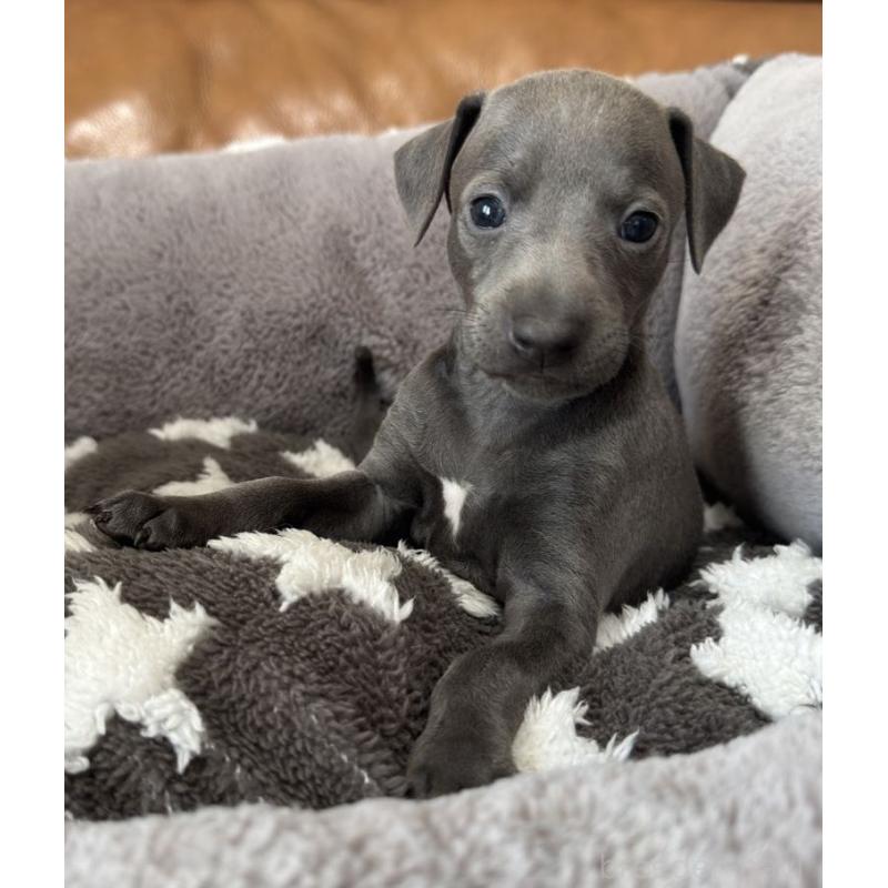 販売中の山梨県のイタリアングレーハウンド(イタグレ)-433542の2枚目